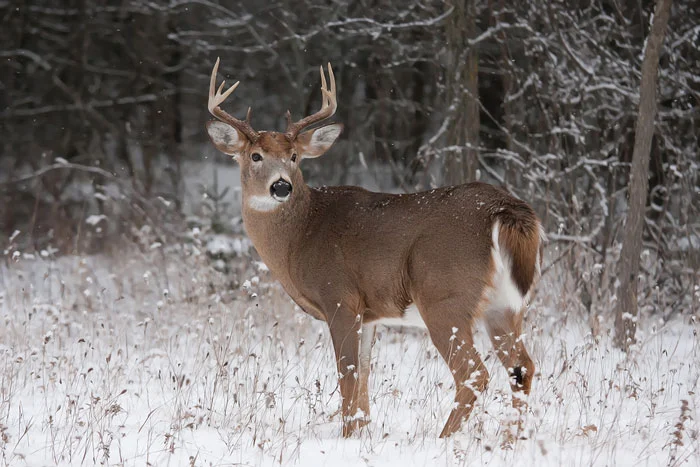 Deer in snow
